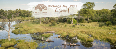Machaba Botswana Okavango Delta Machaba Camp Sightings January 2020 Special Machaba Botswana Okavango Delta Machaba Camp Sightings January 2020 Special