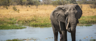 Gomoti Wildlife Sightings March Cta Gomoti Wildlife Sightings March Cta