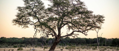Machaba Zimbabwe Hwange Deteema August Sightings 2020 Cta Hwange Machaba Zimbabwe Hwange Deteema August Sightings 2020 Cta Hwange