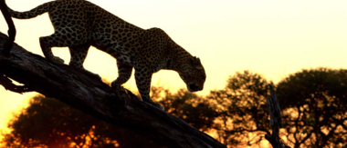 Machaba Botswana Okavango Delta Gomoti Plains Camp Leopard Sightings August 2017 Machaba Botswana Okavango Delta Gomoti Plains Camp Leopard Sightings August 2017