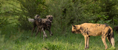 Machaba Botswana Okavango Delta Machaba Camp Hyenas Sightings November 2019 Machaba Botswana Okavango Delta Machaba Camp Hyenas Sightings November 2019