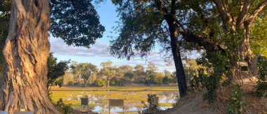 Zimbabwe Mana Pools Ingwe Pan Sightings July 2021 Classic Mana Zimbabwe Mana Pools Ingwe Pan Sightings July 2021 Classic Mana