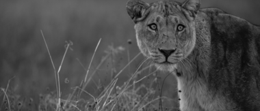 Machaba Zimbabwe Ingwe Pan Sightings July 2020 Cta Machaba Sightings Machaba Zimbabwe Ingwe Pan Sightings July 2020 Cta Machaba Sightings