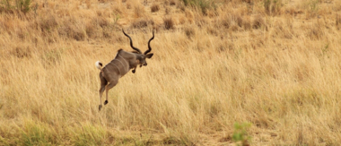 Machaba Zimbabwe Hwange Deteema Camp Kudu Sightings November 2019 Machaba Zimbabwe Hwange Deteema Camp Kudu Sightings November 2019