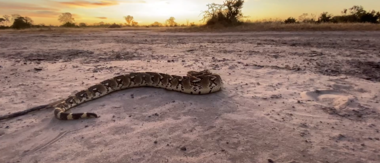 On Safari Nala Episode 14 Cta Puff Adder On Safari Nala Episode 14 Cta Puff Adder