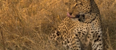 Machaba Camp Botswana Okavango Delta Little Machaba Camp Leopard Sightings June 2018 Machaba Camp Botswana Okavango Delta Little Machaba Camp Leopard Sightings June 2018