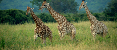 Machaba Botswana Hwange Deteema Cta Wildlife May Sightings 2020 Machaba Botswana Hwange Deteema Cta Wildlife May Sightings 2020