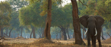 Machaba Zimbabwe Ingwe Pan Sightings July 2020 Cta Explore Mana Elephants Machaba Zimbabwe Ingwe Pan Sightings July 2020 Cta Explore Mana Elephants