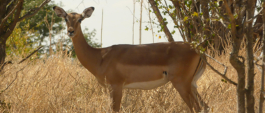 Machaba Zimbabwe Hwange Deteema Impala June Sightings 2020 Cta Wildlife Machaba Zimbabwe Hwange Deteema Impala June Sightings 2020 Cta Wildlife