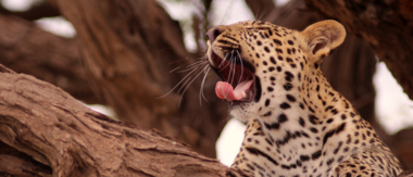 Machaba Botswana Okavango Delta Gomoti Plains Leopard Sightings April 2018 Machaba Botswana Okavango Delta Gomoti Plains Leopard Sightings April 2018