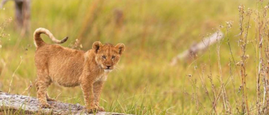 Machaba Camp Botswana Okavango Delta Little Machaba Camp Lion Cub Sightings October 2017 Machaba Camp Botswana Okavango Delta Little Machaba Camp Lion Cub Sightings October 2017