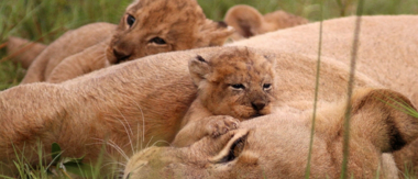 Machaba Botswana Okavango Delta Gomoti Plains Camp Lion Cub 3 Sightings February 2018 Machaba Botswana Okavango Delta Gomoti Plains Camp Lion Cub 3 Sightings February 2018