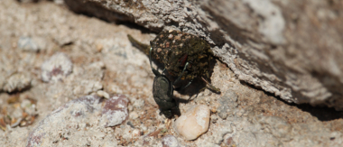 machaba-zimbabwe-deteema-springs-sighting-january-2020-dung-beetle.JPG Machaba Zimbabwe Deteema Springs Sighting January 2020 Dung Beetle