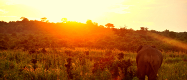 Machaba Deteema Springs Wildlife Sightings April Sunset Elephant Machaba Deteema Springs Wildlife Sightings April Sunset Elephant