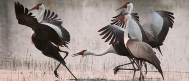 Machaba Botswana Okavango Delta Gomoti Plains Camp Birds Sightings August 2018 Machaba Botswana Okavango Delta Gomoti Plains Camp Birds Sightings August 2018