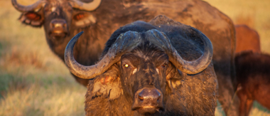 On Safari Nala Episode 15 The Cape Buffalo On Safari Nala Episode 15 The Cape Buffalo