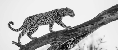 Machaba Camp Botswana Okavango Delta Little Machaba Camp Leopard Sightings August 2018 Machaba Camp Botswana Okavango Delta Little Machaba Camp Leopard Sightings August 2018