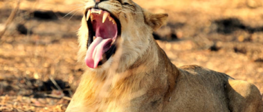 Machaba Zimbabwe Hwange Deteema Camp Lion Sightings August 2019 Machaba Zimbabwe Hwange Deteema Camp Lion Sightings August 2019