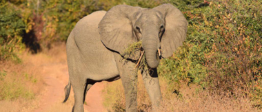 Zimbabwe Mana Pools Ingwe Pan Sightings July 2021 Elephant Eating Zimbabwe Mana Pools Ingwe Pan Sightings July 2021 Elephant Eating