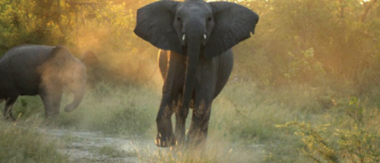 Machaba Botswana Okavango Delta Machaba Elephant Sightings May 2017 Machaba Botswana Okavango Delta Machaba Elephant Sightings May 2017