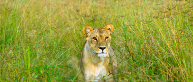 Machaba Botswana Okavango Delta Machaba Lion Sightings March 2017 Machaba Botswana Okavango Delta Machaba Lion Sightings March 2017