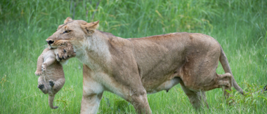 Machaba Contact Us Read Our Blogs Machaba Contact Us Read Our Blogs