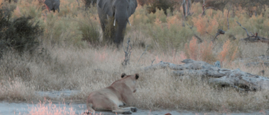 Machaba Botswana Okavango Delta Gomoti Plains Sightings May 2020 Cta Sightings Machaba Botswana Okavango Delta Gomoti Plains Sightings May 2020 Cta Sightings