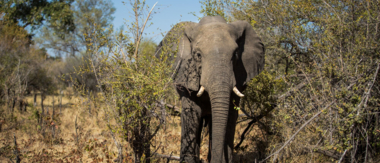 Machaba April Wildlife Sightings Cta Elephant Machaba April Wildlife Sightings Cta Elephant