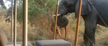 Machaba Botswana Okavango Delta Gomoti Plains Camp Elephant 1 Sightings October 2017 Machaba Botswana Okavango Delta Gomoti Plains Camp Elephant 1 Sightings October 2017