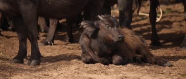 Machaba Botswana Chobe Ngoma Safari Lodge Small Buffalo Sightings September 2019 Machaba Botswana Chobe Ngoma Safari Lodge Small Buffalo Sightings September 2019