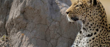 Machaba Camp Botswana Okavango Delta Little Machaba Camp Leopard Sightings June 2019 Machaba Camp Botswana Okavango Delta Little Machaba Camp Leopard Sightings June 2019