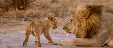 Machaba Zimbabwe Deteema June Sightings 2020 Cta June Sightings Machaba Machaba Zimbabwe Deteema June Sightings 2020 Cta June Sightings Machaba