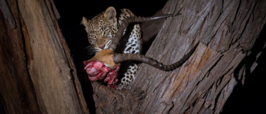 Machaba Camp Botswana Okavango Delta Little Machaba Camp Leopard Sightings October 2018 Machaba Camp Botswana Okavango Delta Little Machaba Camp Leopard Sightings October 2018