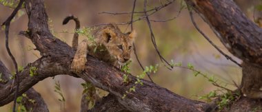 Machaba Camp Botswana Okavango Delta Little Machaba Camp Lion Sightings March 2019 Machaba Camp Botswana Okavango Delta Little Machaba Camp Lion Sightings March 2019