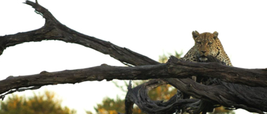 Machaba Botswana Okavango Delta Machaba Camp Leopard 1 Sightings January 2018 Machaba Botswana Okavango Delta Machaba Camp Leopard 1 Sightings January 2018