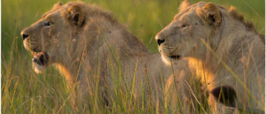 Machaba Camp Botswana Okavango Delta Little Machaba Camp Lions Sightings February 2019 Machaba Camp Botswana Okavango Delta Little Machaba Camp Lions Sightings February 2019