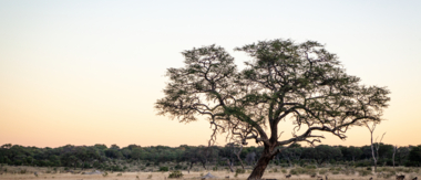 Machaba Zimbabwe Hwange Verneys Camp Sighting February 2020 Cta Classic Hwange Machaba Zimbabwe Hwange Verneys Camp Sighting February 2020 Cta Classic Hwange