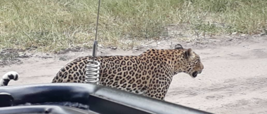 Machaba Botswana Chobe Ngoma Safari Lodge Leopard Sightings August 2019 Machaba Botswana Chobe Ngoma Safari Lodge Leopard Sightings August 2019