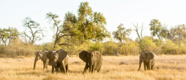 Machaba Botswana Okavango Delta Machaba Camp Sightings Elephant Machaba Botswana Okavango Delta Machaba Camp Sightings Elephant