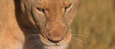 Machaba Botswana Okavango Delta Machaba Camp Lion Sightings Update June 2017 Machaba Botswana Okavango Delta Machaba Camp Lion Sightings Update June 2017