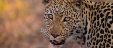 Machaba Botswana Okavango Delta Machaba Camp June Sightings 2020 Cta Wildlife Sightings Machaba Botswana Okavango Delta Machaba Camp June Sightings 2020 Cta Wildlife Sightings