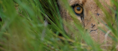 Machaba Botswana Okavango Delta Camp Lion Sightings Update January 2017 Machaba Botswana Okavango Delta Camp Lion Sightings Update January 2017