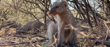 Machaba Botswana Machaba Camp Safari Nala Banded Mongoose Thumbnail 1 Machaba Botswana Machaba Camp Safari Nala Banded Mongoose Thumbnail 1