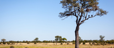 Zimbabwe Mana Blog Cta Zimbabwe Mana Blog Cta
