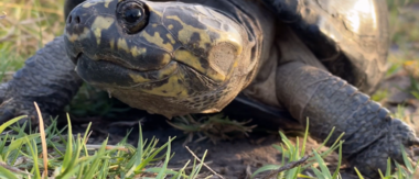On Safari Nala Episode 9 Cta Hinge Terrapin On Safari Nala Episode 9 Cta Hinge Terrapin