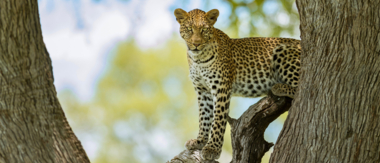 Machaba Web Safaris Blog Leopard In Tree Machaba Web Safaris Blog Leopard In Tree