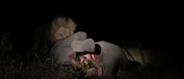 Machaba Camp Botswana Okavango Delta Little Machaba Camp Lion 2 Sightings November 2018 Machaba Camp Botswana Okavango Delta Little Machaba Camp Lion 2 Sightings November 2018