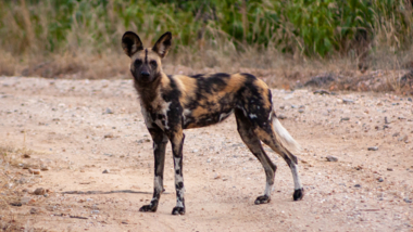 conservation-painted-dog-center.jpg Conservation Painted Dog Center