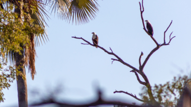 Birding Birding