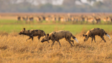 Machaba Zimbabwe Mana Pools Hyenas Machaba Zimbabwe Mana Pools Hyenas